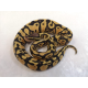 Королевский питон (Enchi yellow belly), S