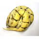 Королевский питон (Bumblebee yellow belly), M