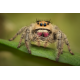 Королевский паук-скакун (Phidippus regius), S