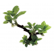 ArtUniq Branched Driftwood With Anubias M1 - Декоративная композиция из пластика "Ветвистая коряга с анубиасом", 31x12x30 см