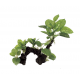 ArtUniq Driftwood With Anubias L1 - Декоративная композиция из пластика "Коряга с анубиасом", 30x13x22 см