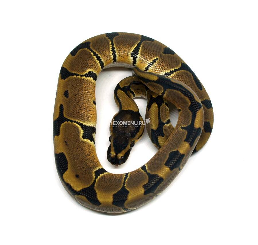 

Королевский питон (Blade poss het Clown), самка