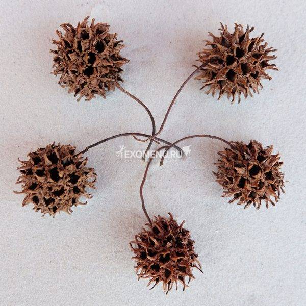 DECOTOP Storax balls – Плоды амбрового дерева 3-4 см, 5 шт