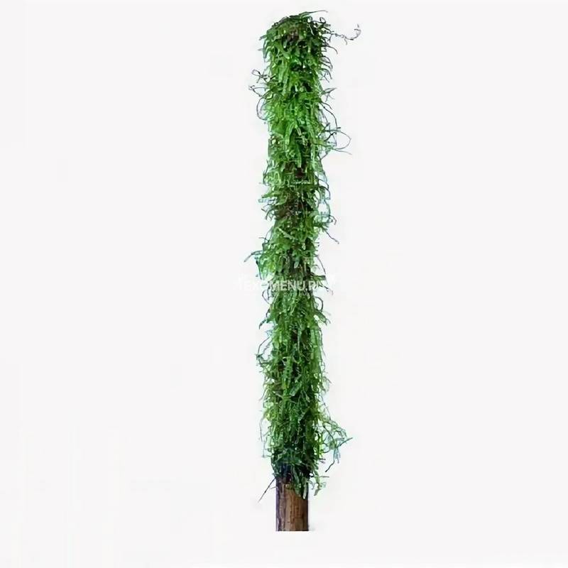 Мох Яванский на бамбуковой палочке - до 25 см. (аквадекор)