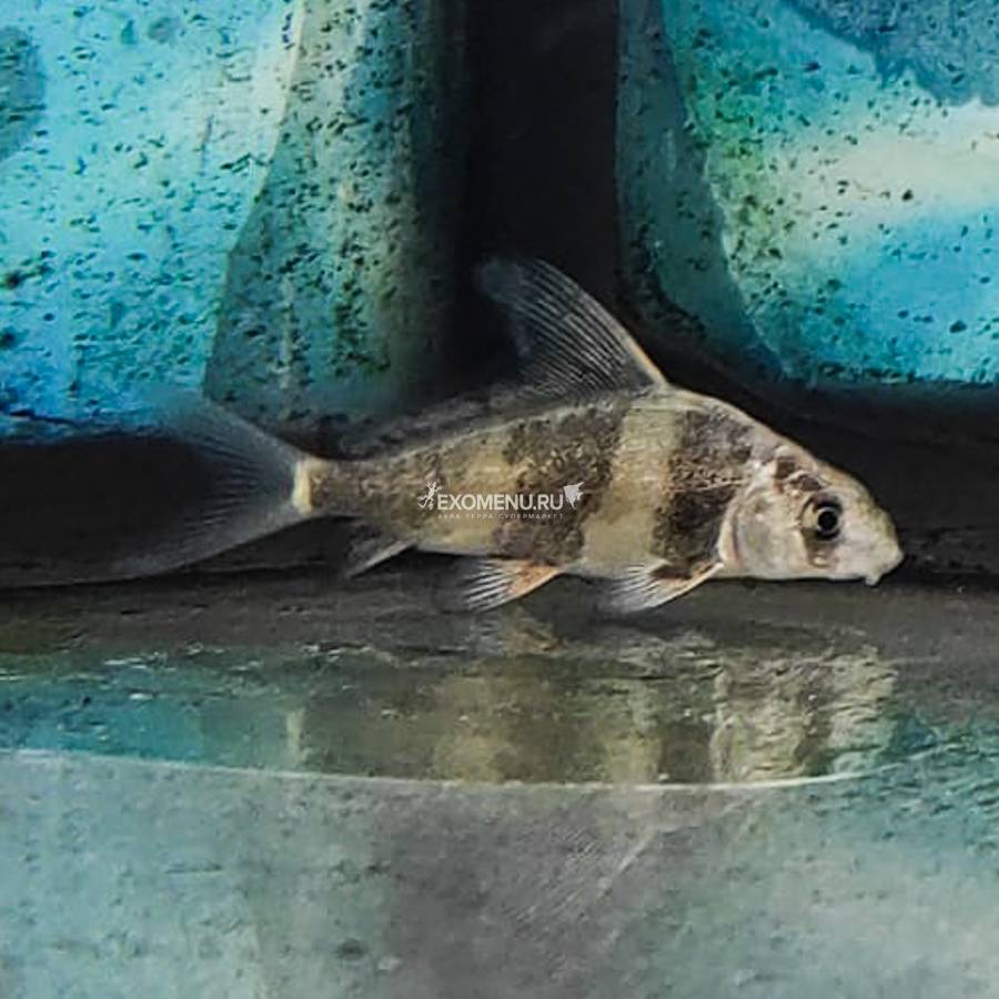 Парусник чукучан (Рыба Фрегат)
