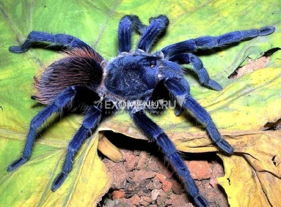

Паук-птицеед Pterinopelma sazimai L 4-5 линька (1 см)