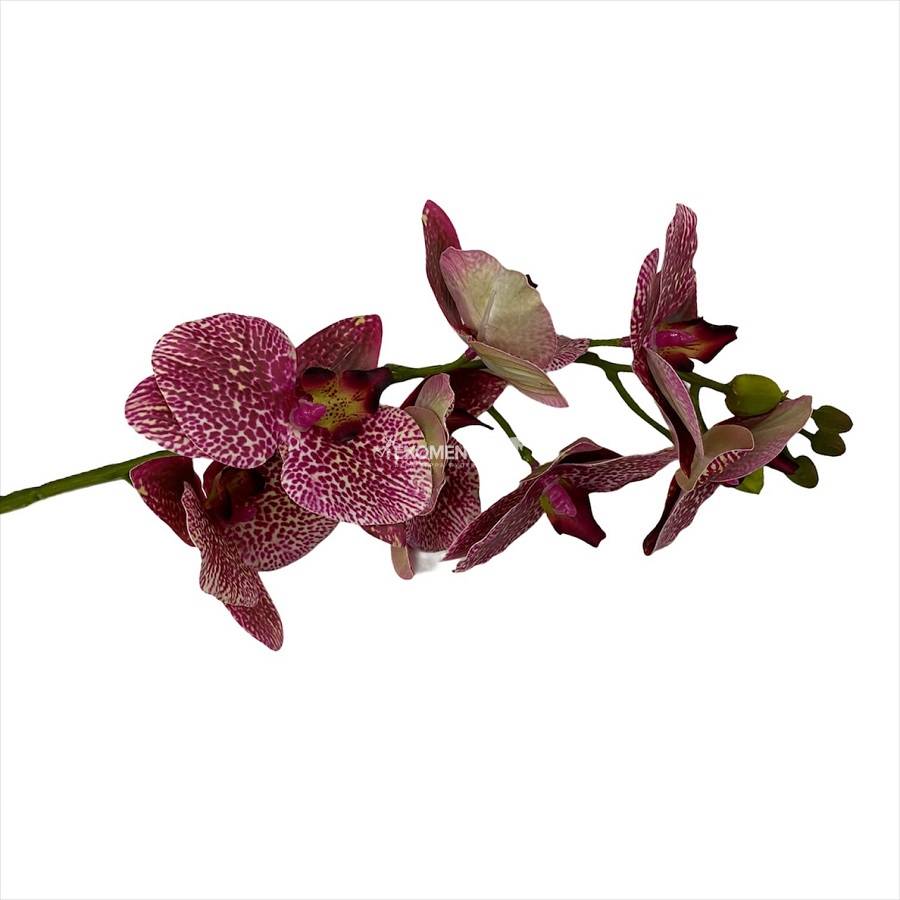 7 орхидей