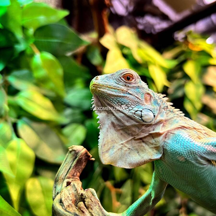 Игуана обыкновенная голубая, М купить по выгодной цене в интернет
