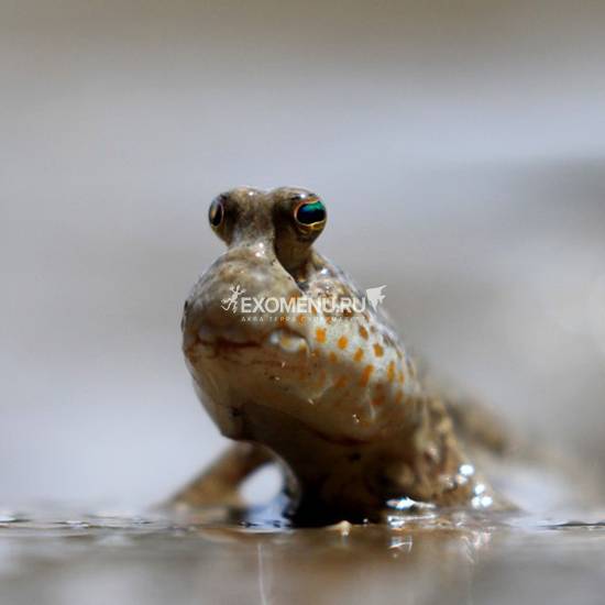 Илистый прыгун (Periophthalmus barbarus) в наличии в магазине