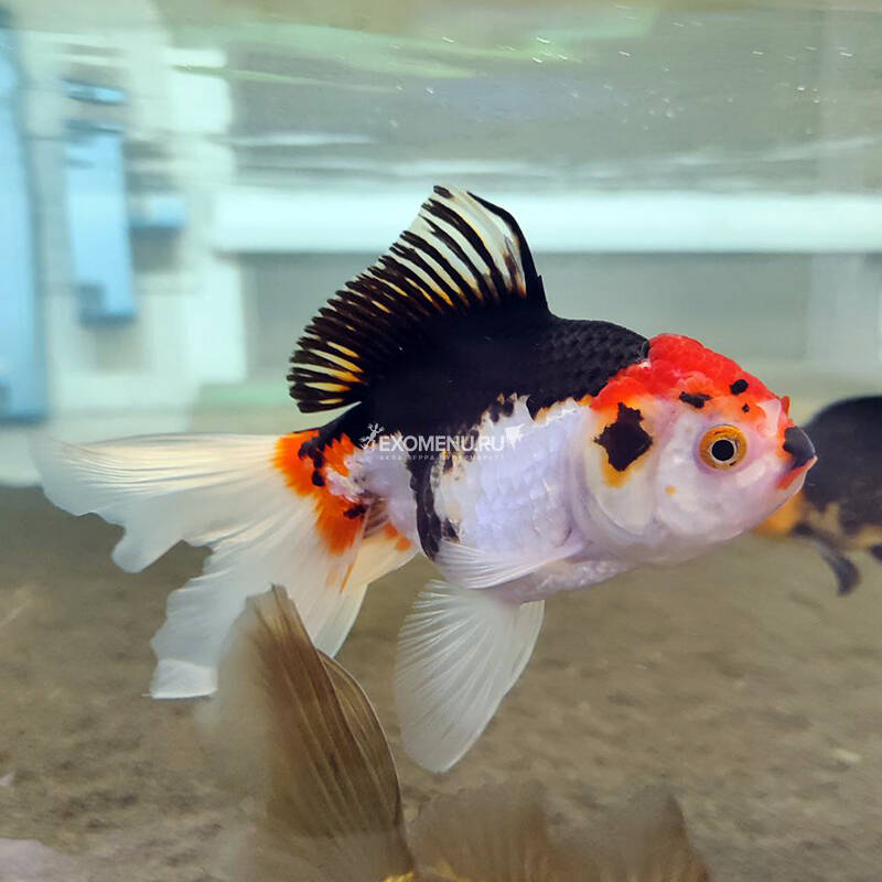 Золотая рыбка Оранда фэнси триколор (Carassius auratus) купить по выгодной  цене в интернет-магазине EXOMENU.RU