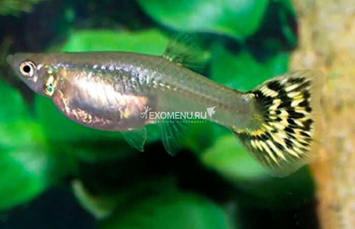 Гуппи зеленая кобра фото Гуппи Кобра зеленая (самка) (Poecilia reticulata) купить по выгодной цене в инте