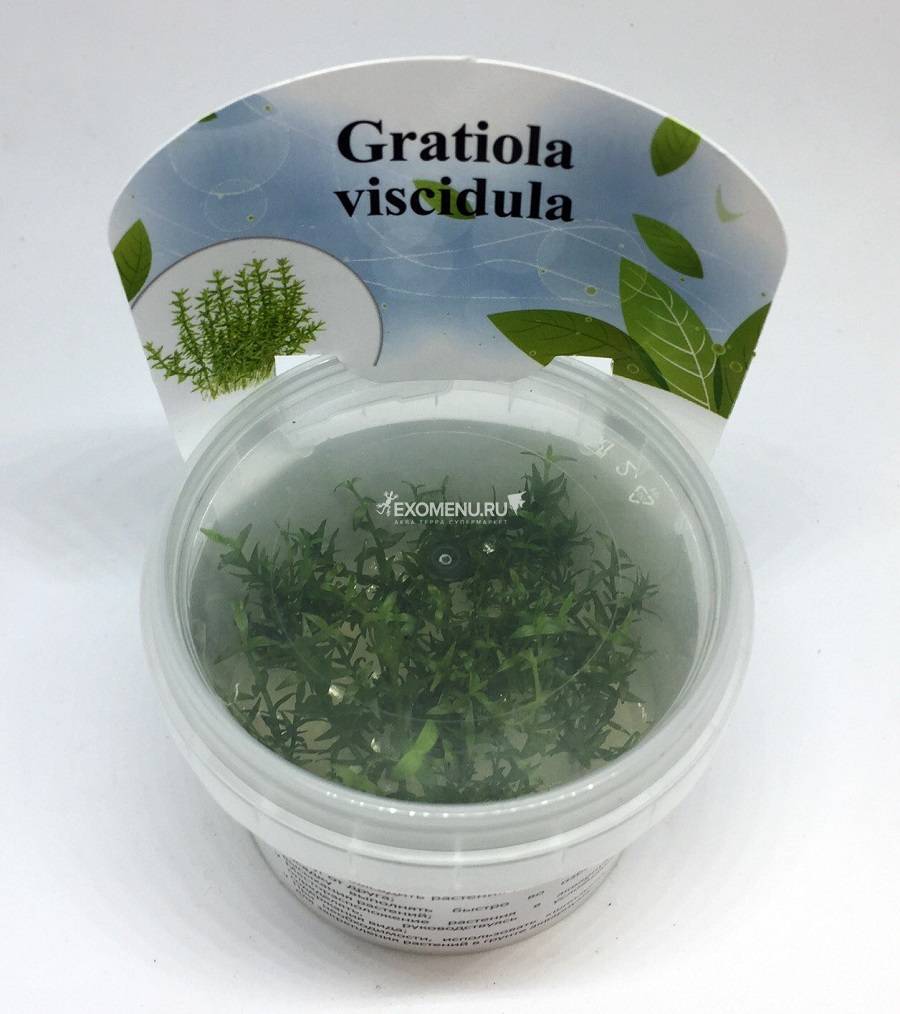 Гратиола Висцидула (Gratiola viscidula) меристемное