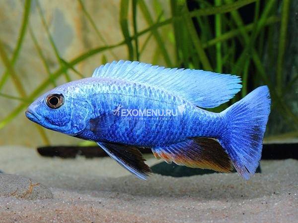 Хаплохромис Электрик Блю (Haplochromis Electric Blue)