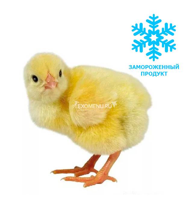 Замороженные суточные цыплята (10шт)