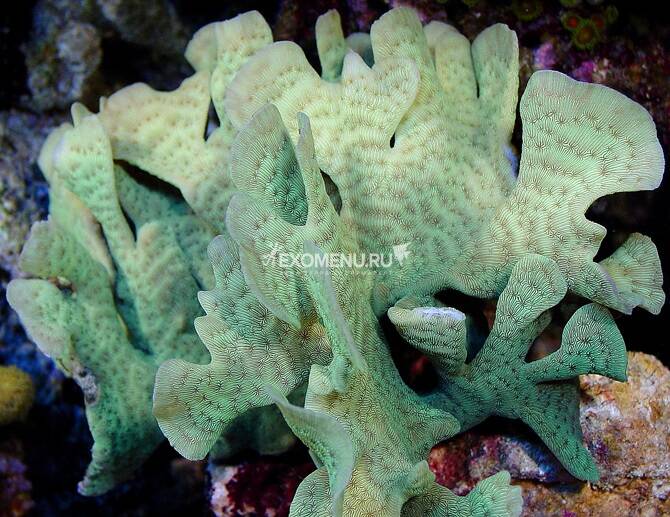 

Коралл-кактус зеленый, М (Pavona cactus,green