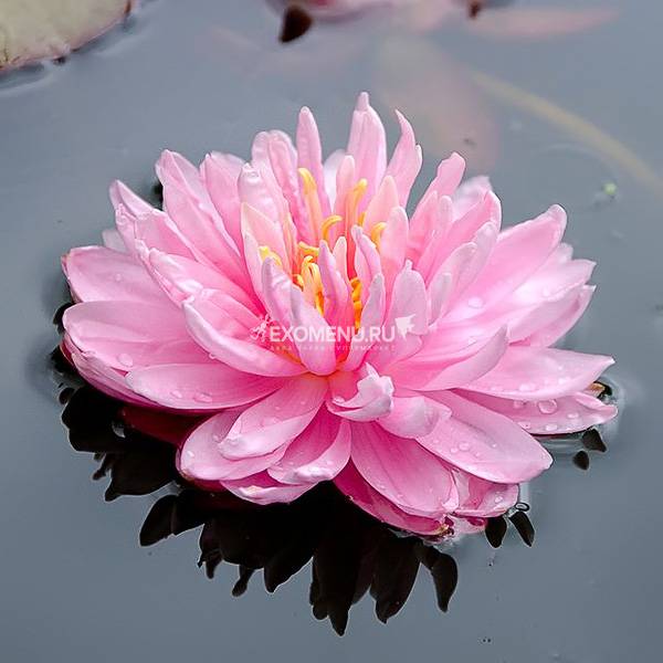 Нимфея Lilypons- розовая, крупный сорт, корневище
