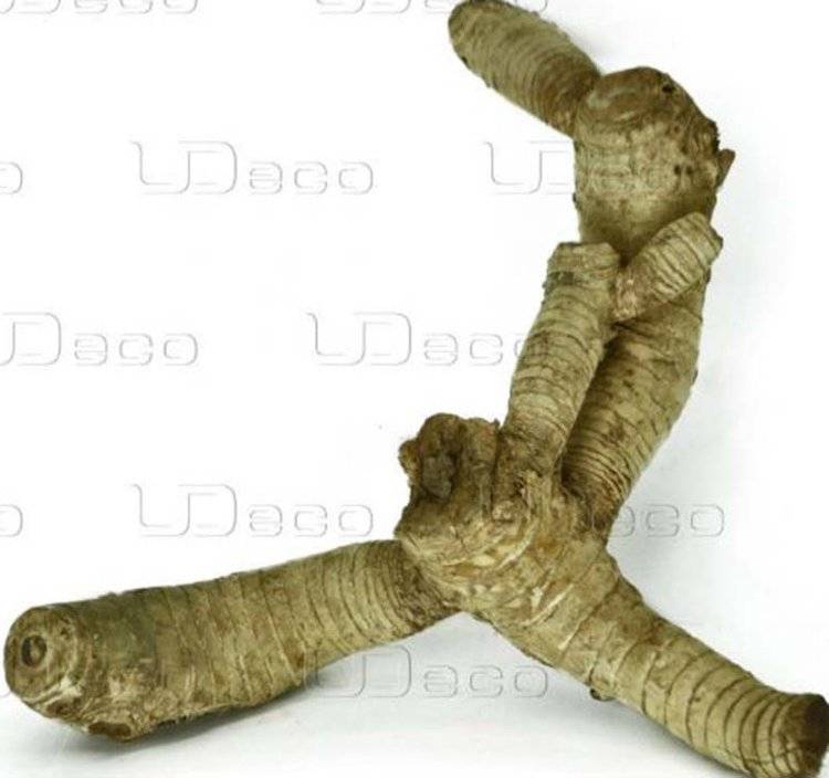 UDeco Bamboo root L - Натуральная коряга 