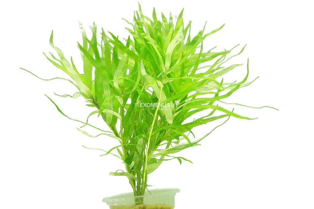 Гетерантера остролистная (Heterantcera zosterifolia), с грузом