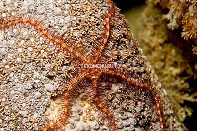 

Офиура (Ophiuroidea sp