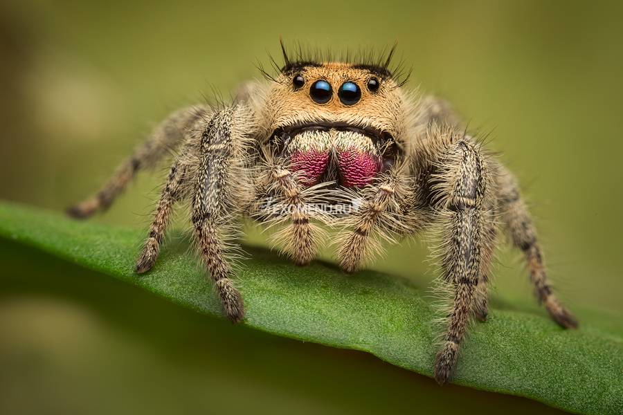 Королевский паук-скакун (Phidippus regius), S