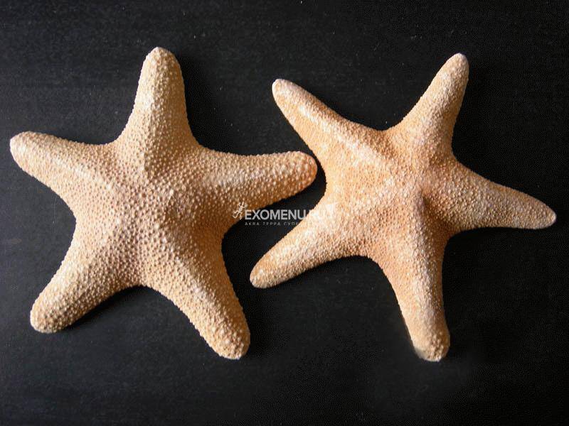 Морская звезда Филиппинская 3